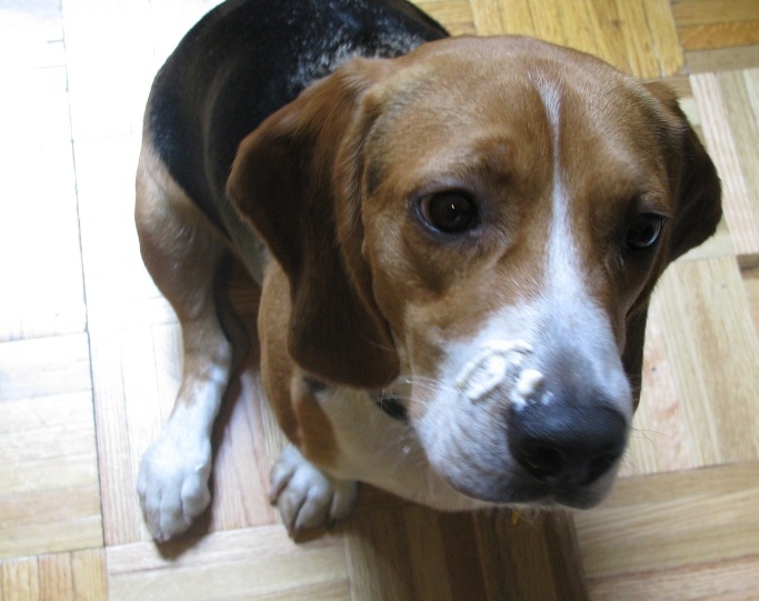 beagle with whipped cream