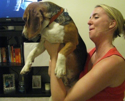 overhead beagle lifting
