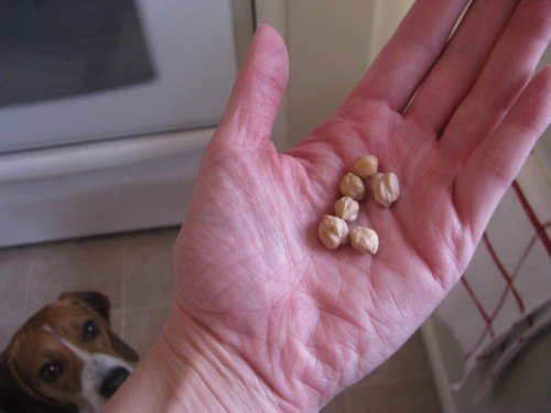 beagle likes chickpeas