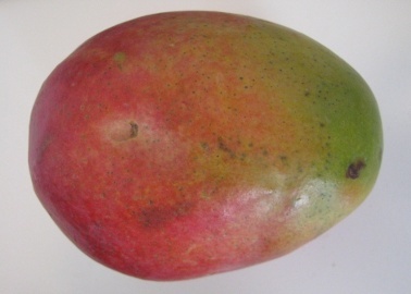 what a mango looks like